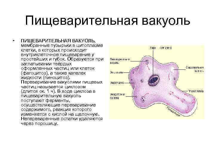 План строения простейших соответствует общим чертам организации ядерной клетки