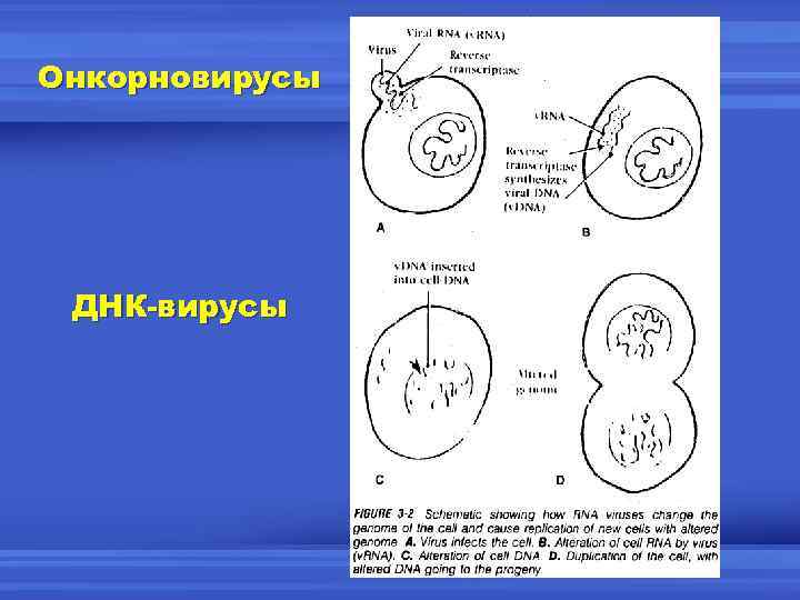 Онкорновирусы ДНК-вирусы 