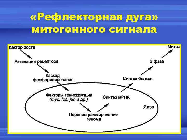  «Рефлекторная дуга» митогенного сигнала 