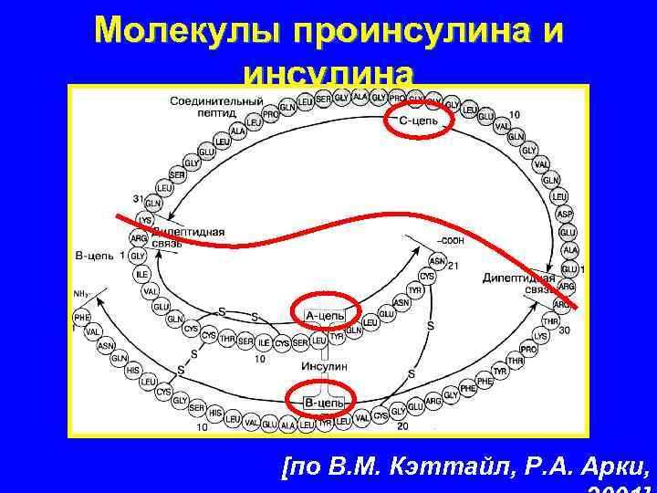 Молекулы проинсулина и инсулина [по В. М. Кэттайл, Р. А. Арки, 