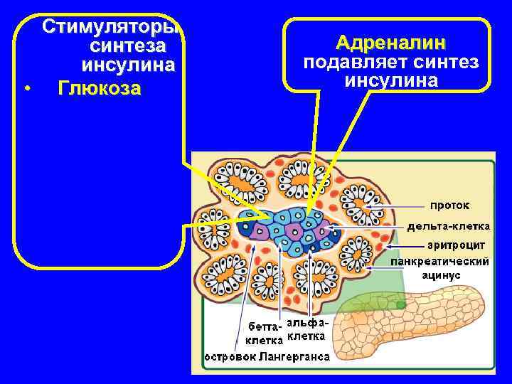 Адреналин и инсулин характеристики. Кортизол и инсулин взаимосвязь. Место синтеза инсулина островков Лангерганса. Синтез инсулина. Схема синтеза инсулина.