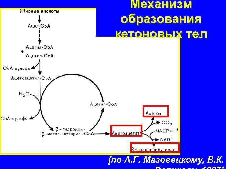 Схема образования кетоновых тел