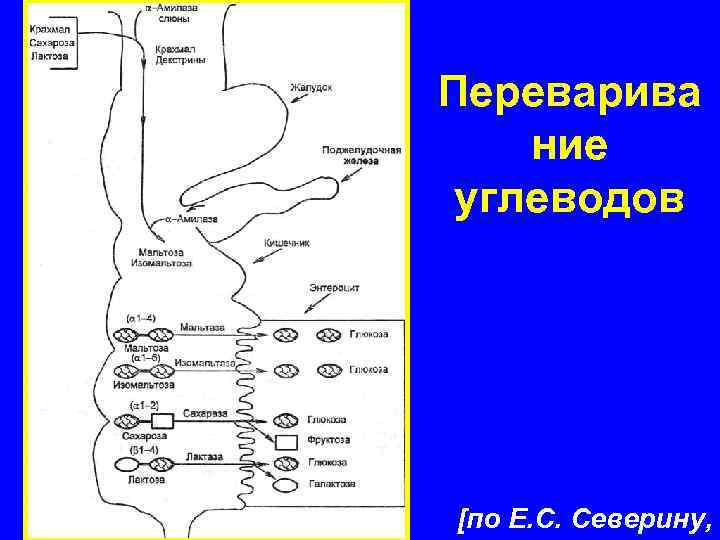 Регуляция углеводного обмена схема