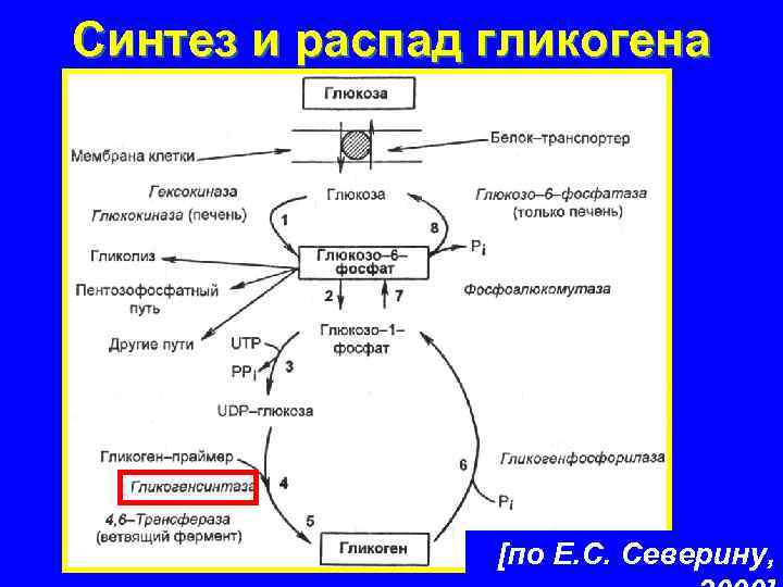 Процессы в печени синтез гликогена. Схема синтеза и распада гликогена. Синтез гликогена в печени схема. Схема распада гликогена до Глюкозы в печени. Схема реакций расщепления гликогена.