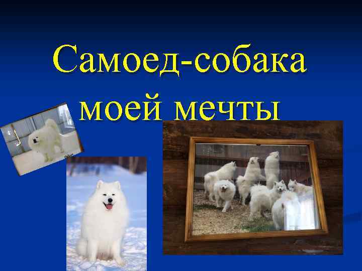 Самоед-собака моей мечты 