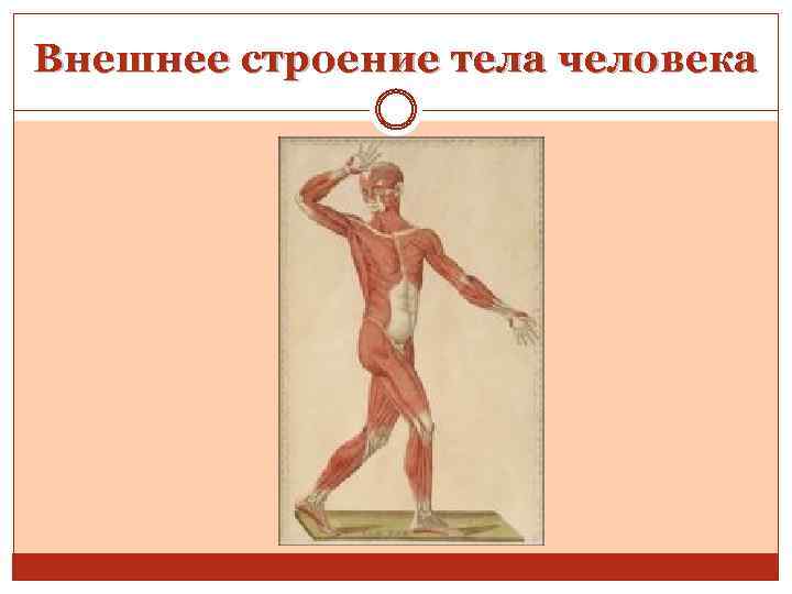 Внешнее строение тела человека 