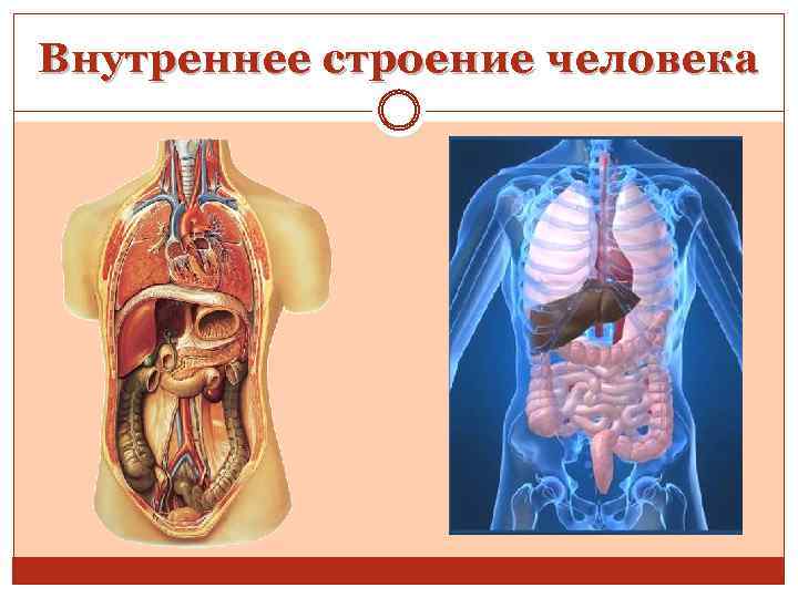 Внутреннее строение человека 