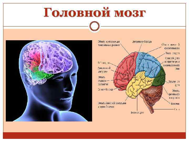 Головной мозг 