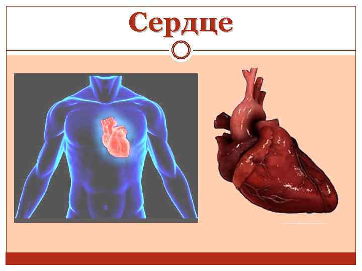 Сердце 
