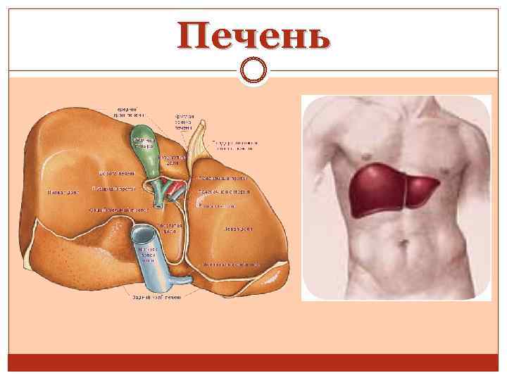 Печень 