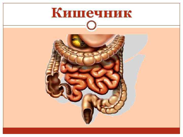 Кишечник 