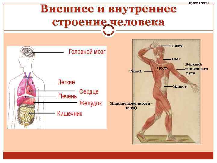 Приложение 1 Внешнее и внутреннее строение человека Голова Шея Спина Грудь Верхние конечности –