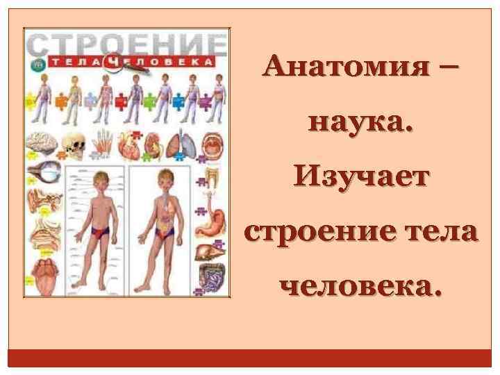 Анатомия – наука. Изучает строение тела человека. 