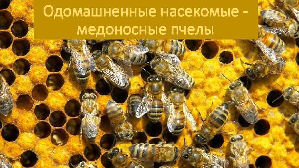 Одомашненные насекомые медоносные пчелы 