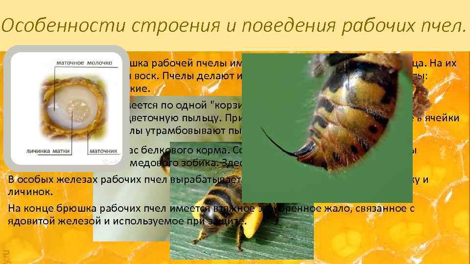 Особенности строения и поведения рабочих пчел. На нижней стороне брюшка рабочей пчелы имеются гладкие