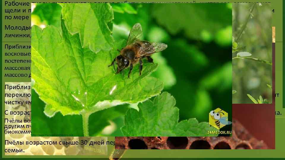 Рабочие пчелы выполняют и другую работу: вентилируют улей, чистят его, замазывают щели и пр.
