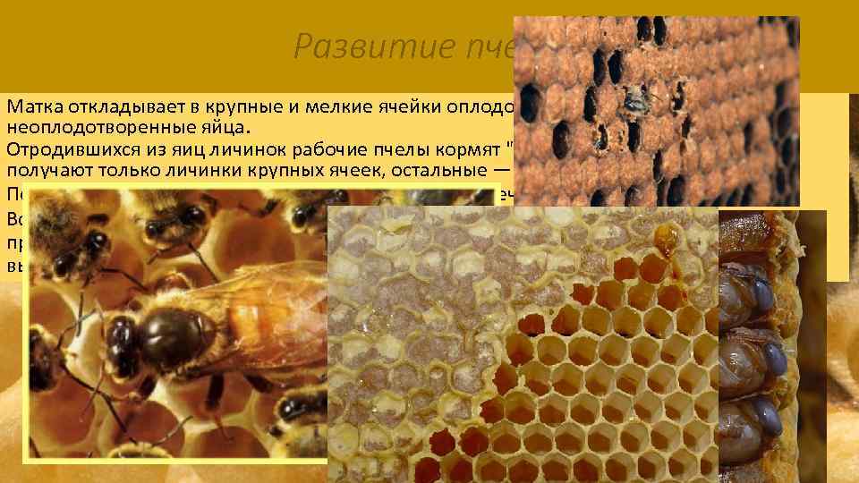 Развитие пчелы Матка откладывает в крупные и мелкие ячейки оплодотворенные, а в средние —