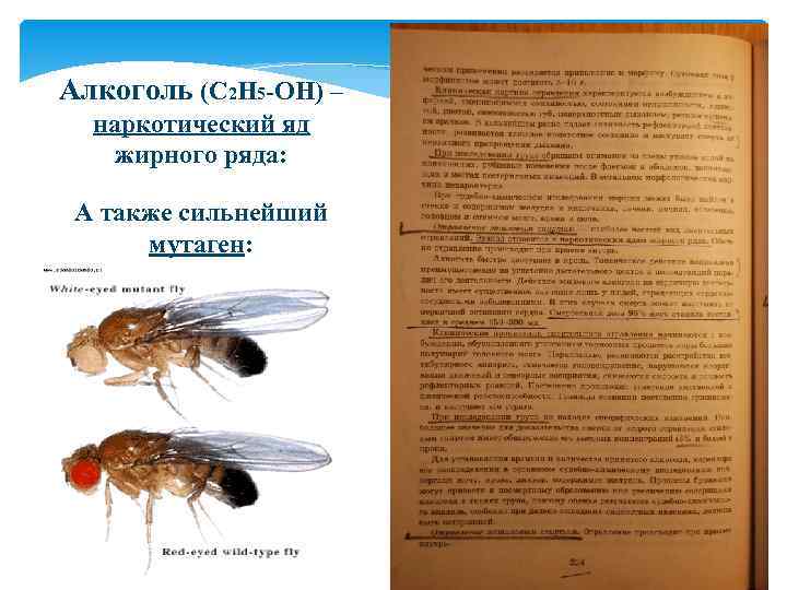 Алкоголь (С 2 Н 5 -ОН) – наркотический яд жирного ряда: А также сильнейший