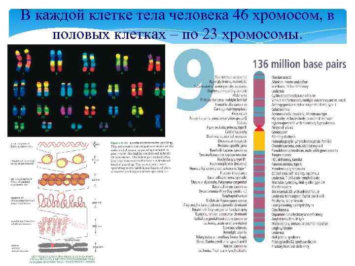 В каждой клетке тела человека 46 хромосом, в половых клетках – по 23 хромосомы.