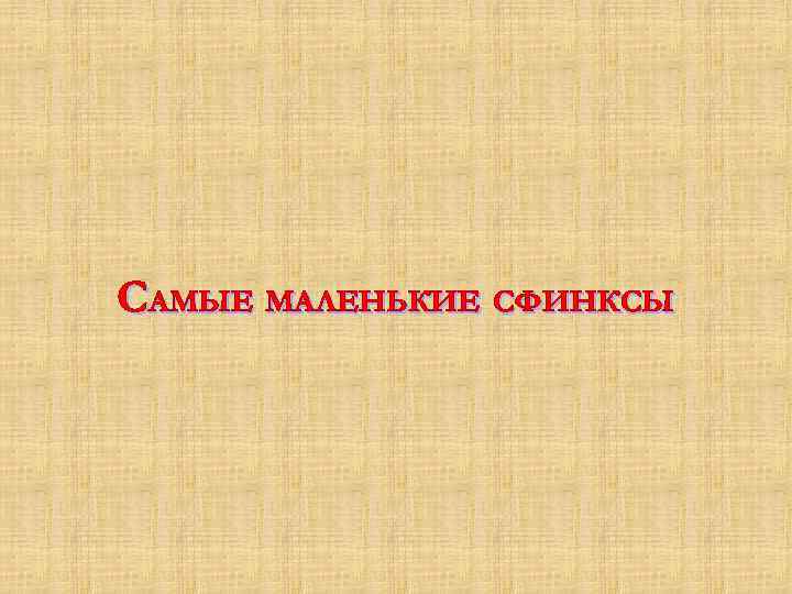 САМЫЕ МАЛЕНЬКИЕ СФИНКСЫ 