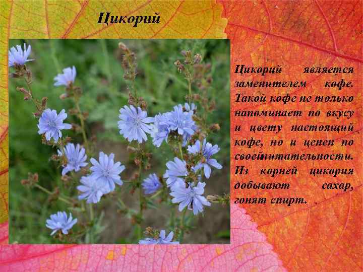 Цикорий является заменителем кофе. Такой кофе не только напоминает по вкусу и цвету настоящий