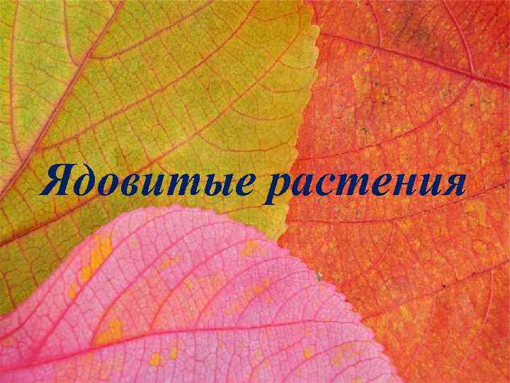 Ядовитые растения 