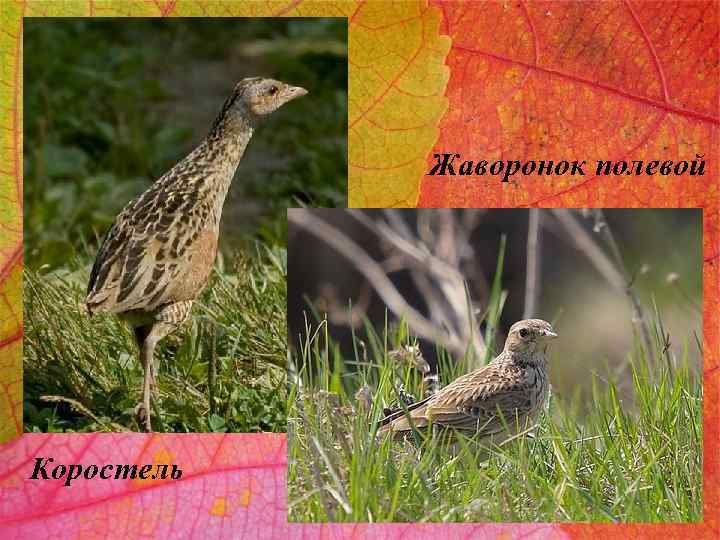 Жаворонок полевой Коростель 