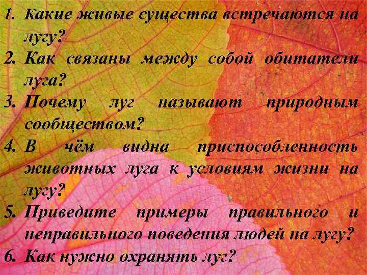 1. Какие живые существа встречаются на 2. 3. 4. 5. 6. лугу? Как связаны