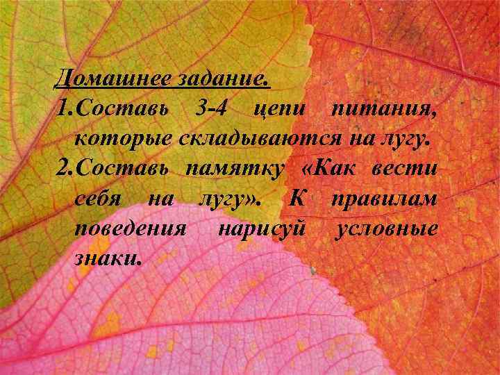 Домашнее задание. 1. Составь 3 -4 цепи питания, которые складываются на лугу. 2. Составь