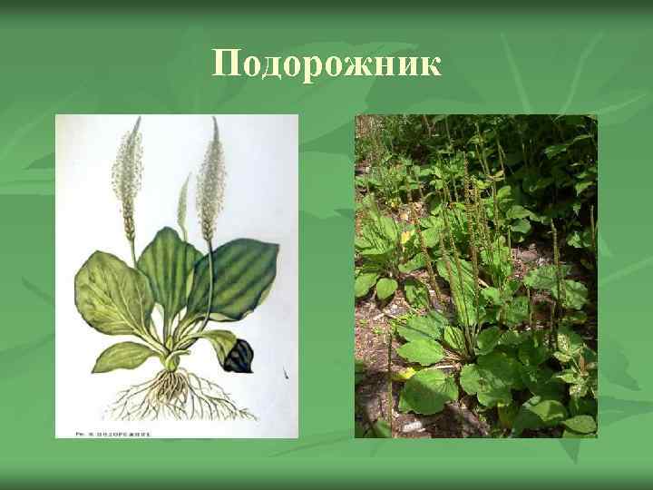 Подорожник 