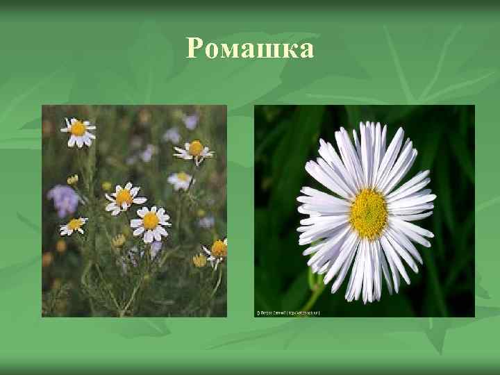 Ромашка 