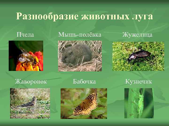 Разнообразие животных луга Пчела Жаворонок Мышь-полёвка Бабочка Жужелица Кузнечик 