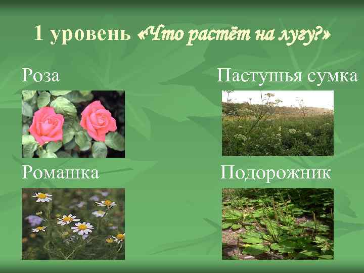 1 уровень «Что растёт на лугу? » Роза Пастушья сумка Ромашка Подорожник 