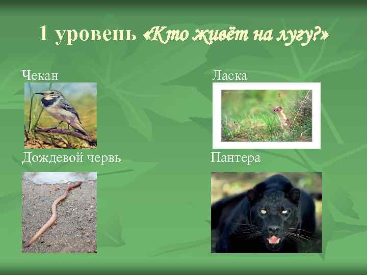 1 уровень «Кто живёт на лугу? » Чекан Ласка Дождевой червь Пантера 