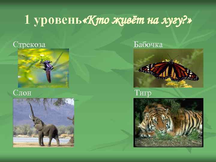 1 уровень «Кто живёт на лугу? » Стрекоза Бабочка Слон Тигр 