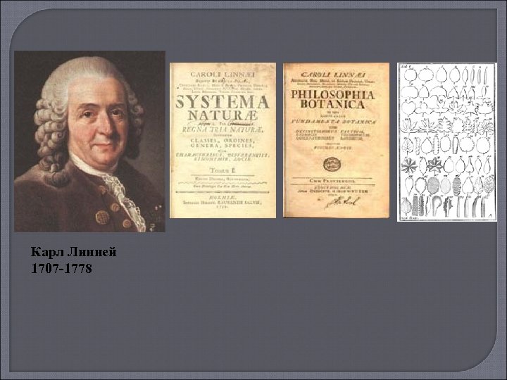 Карл Линней 1707 -1778 
