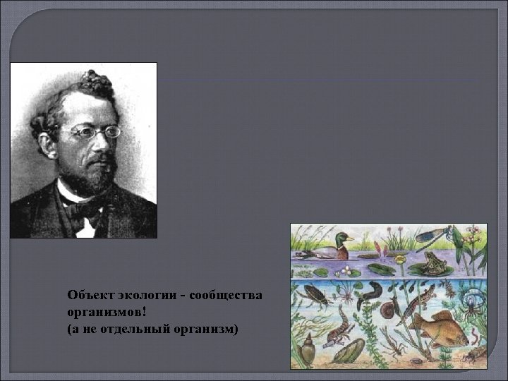 Объект экологии ‑ сообщества организмов! (а не отдельный организм) 
