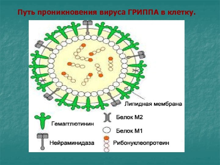Есть ли у вирусов клетки. Вирус проникает в клетку. Вирус гриппа. Клетка вируса гриппа. Схематическая структура вируса гриппа.