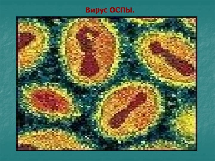 Вирус ОСПЫ. 