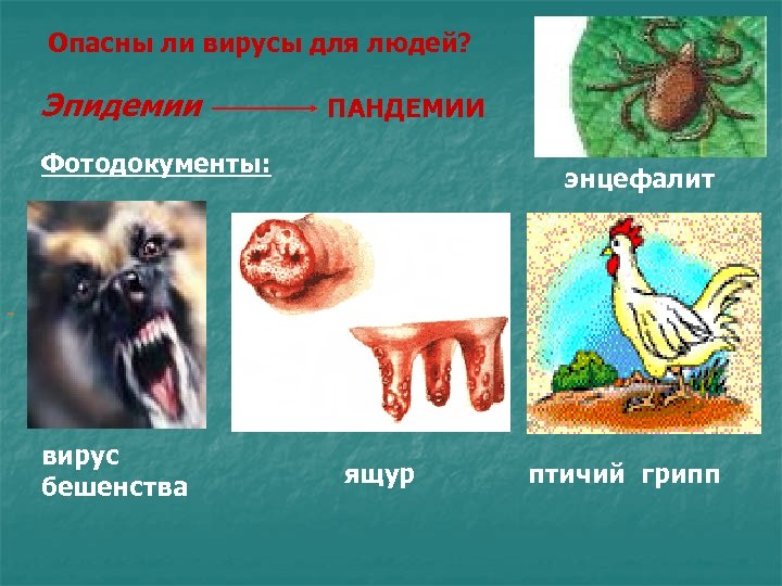 Опасны ли вирусы для людей? Эпидемии ПАНДЕМИИ Фотодокументы: энцефалит вирус бешенства ящур птичий грипп