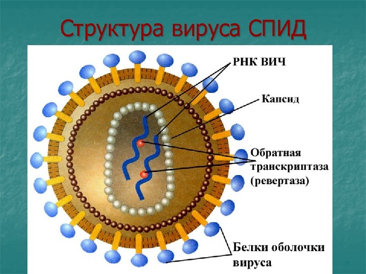 Структура вируса СПИД 