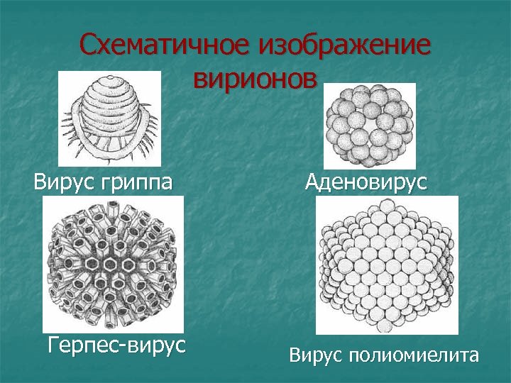 Вирус полиомиелита рисунок