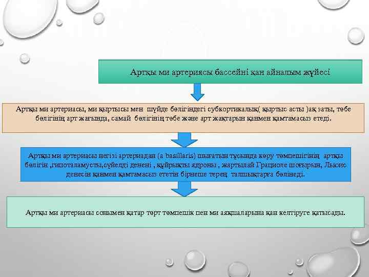 Артқы ми артериясы бассейні қан айналым жүйесі Артқы ми артериасы, ми қыртысы мен шүйде