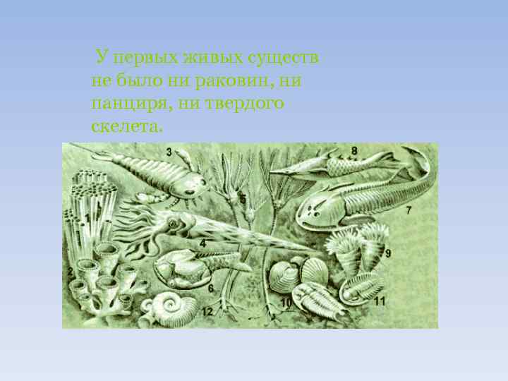 У первых живых существ не было ни раковин, ни панциря, ни твердого скелета. 