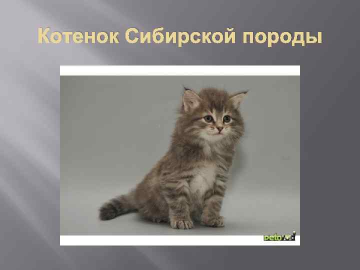 Котенок Сибирской породы 