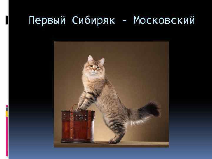 Презентация порода сибирских кошек thumbnail