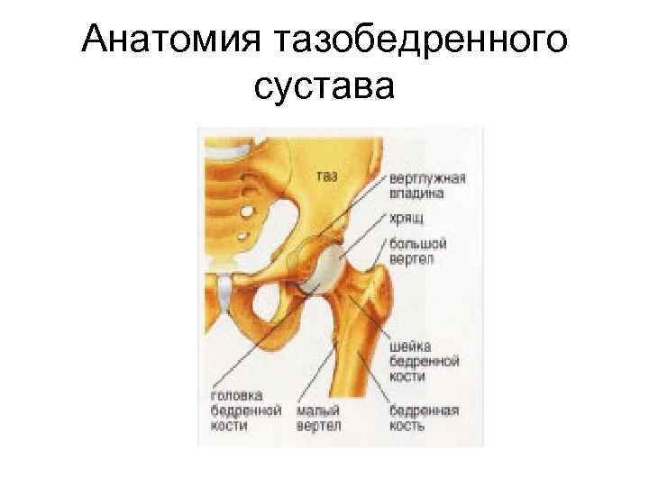 Анатомия тазобедренного сустава человека схема расположения