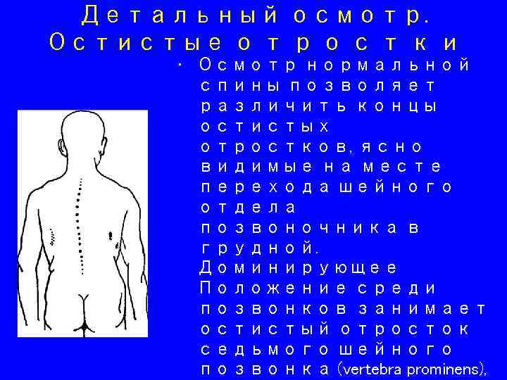 Детальный осмотр. Остистые о т р о с т к и • Осмотр нормальной