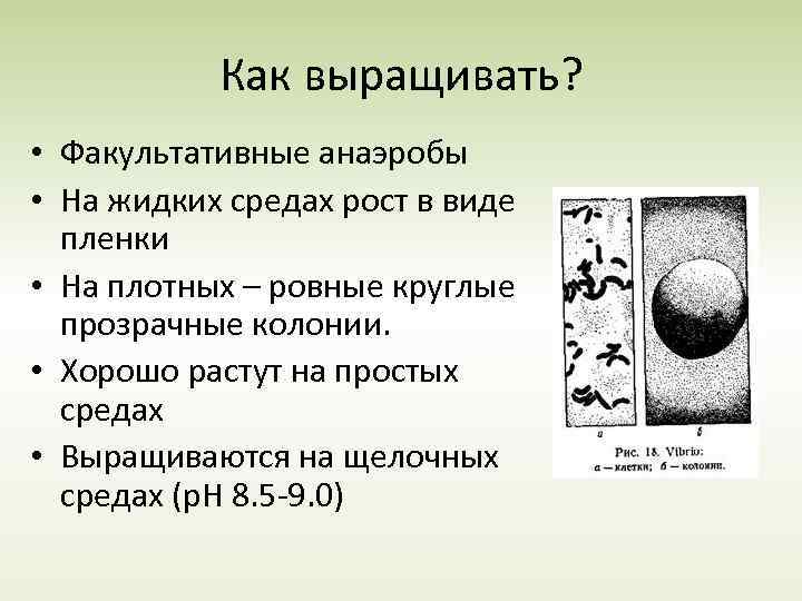 Как выращивать? • Факультативные анаэробы • На жидких средах рост в виде пленки •