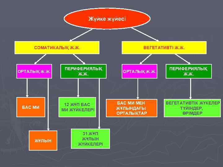 Жүйке жүйесі СОМАТИКАЛЫҚ Ж. Ж. ОРТАЛЫҚ Ж. Ж. БАС МИ ЖҰЛЫН ПЕРИФЕРИЯЛЫҚ Ж. Ж.